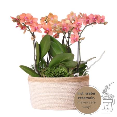 Hummingbird Orchids | Orange plant set in a cotton basket incl. water tank | three orange orchids Bozen 9cm and three green plants Rhipsalis | Orange jungle bouquet with self-sufficient water tank