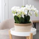 Orchidées Colibri | Plante doranger dans un panier...