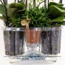 Set im Baumwollkorb 3 orangefarbene Orchideen Bozen 9cm & 3 Rhipsalis