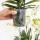 Orchidées Colibri | Plante doranger dans un panier en coton avec réservoir deau | trois orchidées orange Bozen 9cm et trois plantes vertes Rhipsalis | Bouquet orange jungle avec réservoir deau autonome