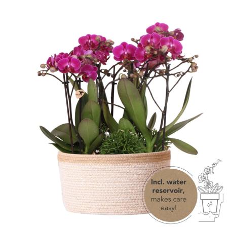Kolibri Orchids | lila Pflanzenset im Baumwollkorb inkl. Wassertank | drei lila Orchideen Morelia 9cm und drei Grünpflanzen Rhipsalis | Dschungelstrauß lila mit autarkem Wassertank