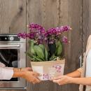 Kolibri Orchids lila Pflanzenset im Baumwollkorb inkl. Wassertank drei lila Orchideen Morelia 9cm und drei Grünpflanzen Rhipsalis Dschungelstrauß lila mit autarkem Wassertank