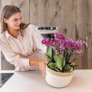 Kolibri Orchids lila Pflanzenset im Baumwollkorb inkl. Wassertank drei lila Orchideen Morelia 9cm und drei Grünpflanzen Rhipsalis Dschungelstrauß lila mit autarkem Wassertank