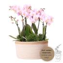 Hummingbird Orchids | pink plant set in a cotton basket incl. water tank | three pink orchids Andorra 9cm and three green plants Rhipsalis | Jungle bouquet pink with self-sufficient water tank