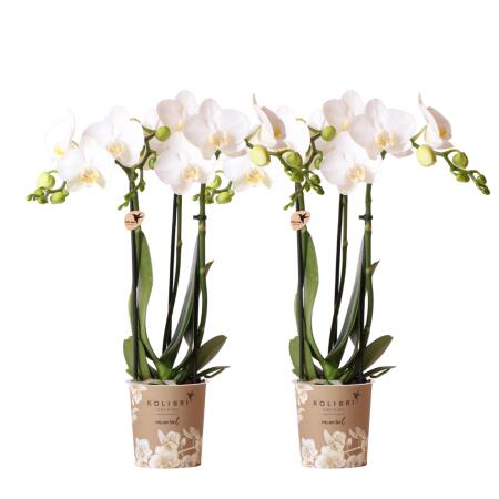 Orchidées Colibri | OFFRE COMBINÉE de 2 Orchidées Phalaenopsis blanches - Amabilis - pot 9cm | plante dintérieur en fleurs - fraîche du producteur