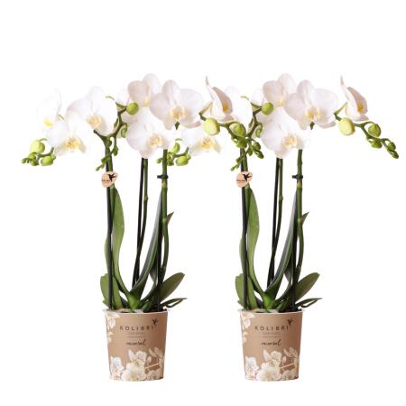 Hummingbird Orchids | COMBI DEAL of 2 white Phalaenopsis Orchids - Amabilis - pot size 9cm | flowering houseplant - fresh from the grower