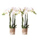 Hummingbird Orchids | COMBI DEAL of 2 white Phalaenopsis...