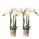 Kolibri Orchids | COMBI DEAL von 2 weißen...