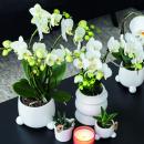 Kolibri Orchids | COMBI DEAL von 2 wei&szlig;en Phalaenopsis Orchideen - Amabilis - Topfgr&ouml;&szlig;e 9cm | bl&uuml;hende Zimmerpflanze - frisch vom Z&uuml;chter