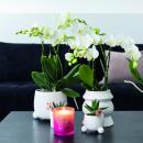 Orchidées Colibri | OFFRE COMBINÉE de 2 Orchidées Phalaenopsis blanches - Amabilis - pot 9cm | plante dintérieur en fleurs - fraîche du producteur