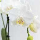 Kolibri Orchids | COMBI DEAL von 2 wei&szlig;en Phalaenopsis Orchideen - Amabilis - Topfgr&ouml;&szlig;e 9cm | bl&uuml;hende Zimmerpflanze - frisch vom Z&uuml;chter