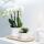 Orchidées Colibri | OFFRE COMBINÉE de 2 Orchidées Phalaenopsis blanches - Amabilis - pot 9cm | plante dintérieur en fleurs - fraîche du producteur