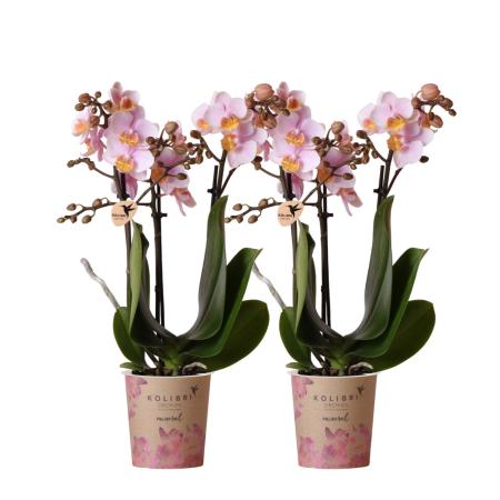 Kolibri Orchids | COMBI DEAL von 2 Rosa Phalaenopsis Orchideen - Andorra - Topfgröße 9cm | blühende Zimmerpflanze - frisch vom Züchter