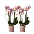 Hummingbird Orchids | COMBI DEAL of 2 Pink Phalaenopsis Orchids - Andorra - pot size 9cm | flowering houseplant - fresh from the grower