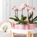 Hummingbird Orchids | COMBI DEAL of 2 Pink Phalaenopsis Orchids - Andorra - pot size 9cm | flowering houseplant - fresh from the grower