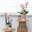 Hummingbird Orchids | COMBI DEAL of 2 Pink Phalaenopsis Orchids - Andorra - pot size 9cm | flowering houseplant - fresh from the grower