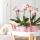 Kolibri Orchids COMBI DEAL von 2 Rosa Phalaenopsis Orchideen Andorra Topfgröße 9cm blühende Zimmerpflanze frisch vom Züchter