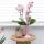 Kolibri Orchids | COMBI DEAL von 2 Rosa Phalaenopsis Orchideen - Andorra - Topfgröße 9cm | blühende Zimmerpflanze - frisch vom Züchter