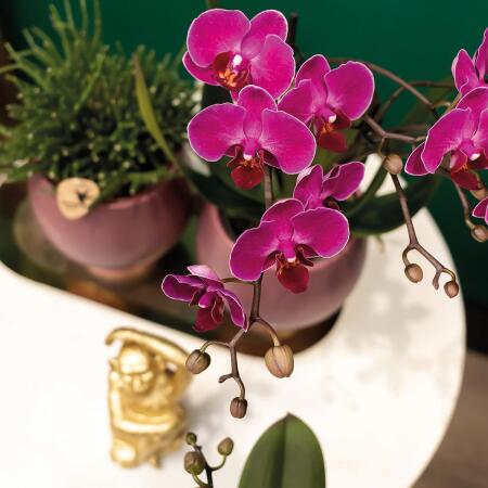 Kolibri Orchideen | COMBI DEAL von 2 lila Phalaenopsis Orchideen - Mo