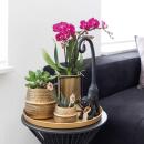 Kolibri Orchideen | COMBI DEAL von 2 lila Phalaenopsis...