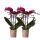 Hummingbird Orchids | COMBI DEAL of 2 purple Phalaenopsis Orchids - Morelia - pot size 9cm | flowering houseplant - fresh from the grower