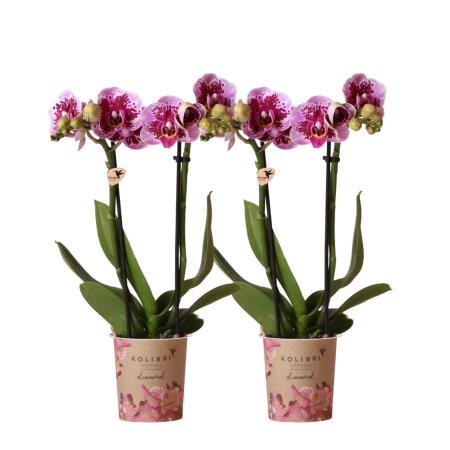 Hummingbird Orchids | COMBI DEAL of 2 pink purple phalaenopsis orchids - El Salvador - pot size 9cm | flowering houseplant - fresh from the grower