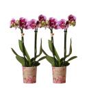 Kolibri Orchids | COMBI DEAL von 2 rosa lila Phalaenopsis...