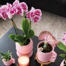 Kolibri Orchids COMBI DEAL von 2 rosa lila Phalaenopsis Orchideen El Salvador Topfgröße 9cm blühende Zimmerpflanze frisch vom Züchter