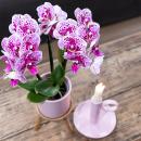 Kolibri Orchids | COMBI DEAL von 2 rosa lila Phalaenopsis Orchideen - El Salvador - Topfgröße 9cm | blühende Zimmerpflanze - frisch vom Züchter