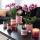 Kolibri Orchids COMBI DEAL von 2 rosa lila Phalaenopsis Orchideen El Salvador Topfgröße 9cm blühende Zimmerpflanze frisch vom Züchter