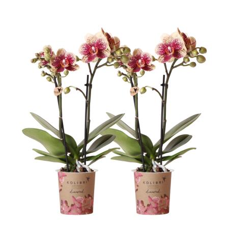 Kolibri Orchids COMBI DEAL von 2 gelben roten Phalaenopsis-Orchideen Spanien Topfgröße 9cm blühende Zimmerpflanze frisch vom Züchter