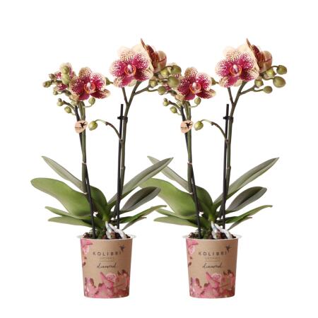 Kolibri Orchids | COMBI DEAL von 2 gelben roten Phalaenopsis-Orchideen - Spanien - Topfgröße 9cm | blühende Zimmerpflanze - frisch vom Züchter