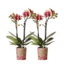 Hummingbird Orchids | COMBI DEAL of 2 yellow red...