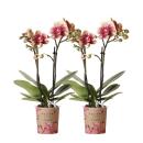 Kolibri Orchids | COMBI DEAL von 2 gelben roten Phalaenopsis-Orchideen - Spanien - Topfgröße 9cm | blühende Zimmerpflanze - frisch vom Züchter