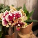 Kolibri Orchids COMBI DEAL von 2 gelben roten Phalaenopsis-Orchideen Spanien Topfgröße 9cm blühende Zimmerpflanze frisch vom Züchter