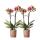 Kolibri Orchids COMBI DEAL von 2 gelben roten Phalaenopsis-Orchideen Spanien Topfgröße 9cm blühende Zimmerpflanze frisch vom Züchter