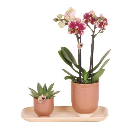 Kolibri Company - Yellow Red Orchid and Succulent Plant Set on Bamboo Tray