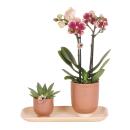 Kolibri Company - Yellow Red Orchid and Succulent Plant Set on Bamboo Tray