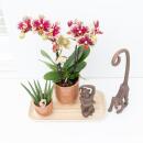 Kolibri Company - Yellow Red Orchid and Succulent Plant Set on Bamboo Tray