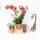 Kolibri Company - Yellow Red Orchid and Succulent Plant Set on Bamboo Tray