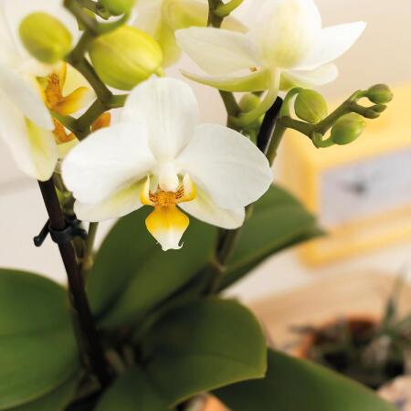 Kolibri Company - Set aus weier Orchidee und Rhipsalis auf Bambustab
