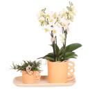 Kolibri Company - White Orchid and Rhipsalis Set on Bamboo Tray