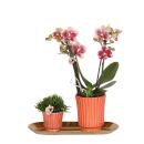 Kolibri Company - Set of yellow red orchid and rhipsalis...