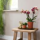 Kolibri Company - Set of yellow red orchid and rhipsalis on gold platter