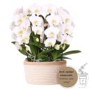 Hummingbird Orchids | white orchid set in a cotton basket...