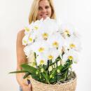 Hummingbird Orchids | white orchid set in a cotton basket incl. water tank | three curving white orchids Niagara Fall 12cm | Mono Bouquet white self-catering