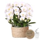 Hummingbird Orchids | white orchid set in a reed basket...