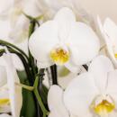 Kolibri Orchids weißes Orchideen-Set im Schilfkorb inkl. Wassertank drei gebogene weiße Orchideen Niagara Fall 12cm Mono Bouquet weiß mit autarkem Wassertank
