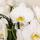 Kolibri Orchids weißes Orchideen-Set im Schilfkorb inkl. Wassertank drei gebogene weiße Orchideen Niagara Fall 12cm Mono Bouquet weiß mit autarkem Wassertank