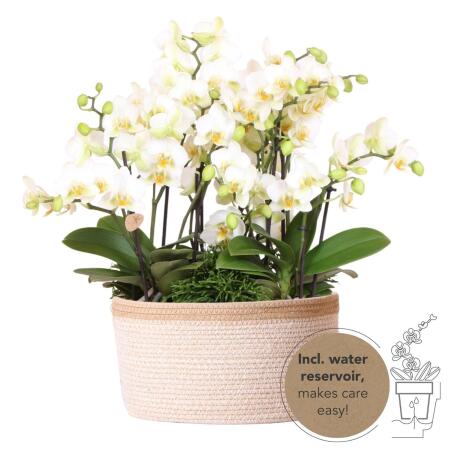 Kolibri Orchids | weißes Pflanzenset im Baumwollkorb inkl. Wassertank | drei weiße Orchideen Lausanne 9cm und drei Grünpflanzen Rhipsalis | Dschungelstrauß weiß mit autarkem Wassertank